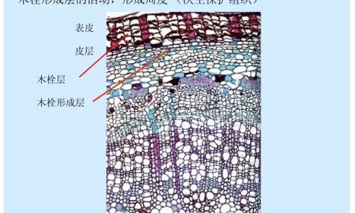 权威孕妇吃硫酸亚铁片的副作用平台,分享专业孕妇吃硫酸亚铁片补血效果好吗知识_孕妇吃硫酸亚铁有什么副作用网